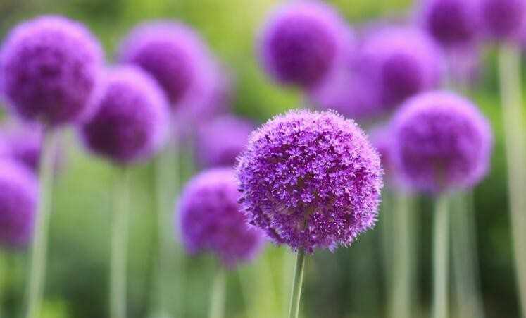 描写花的四字词语有哪些