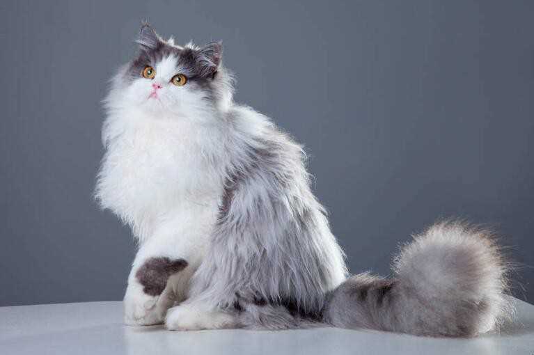 波斯猫和加菲猫的区别是什么