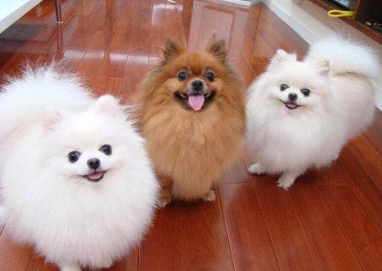 博美犬怎么养