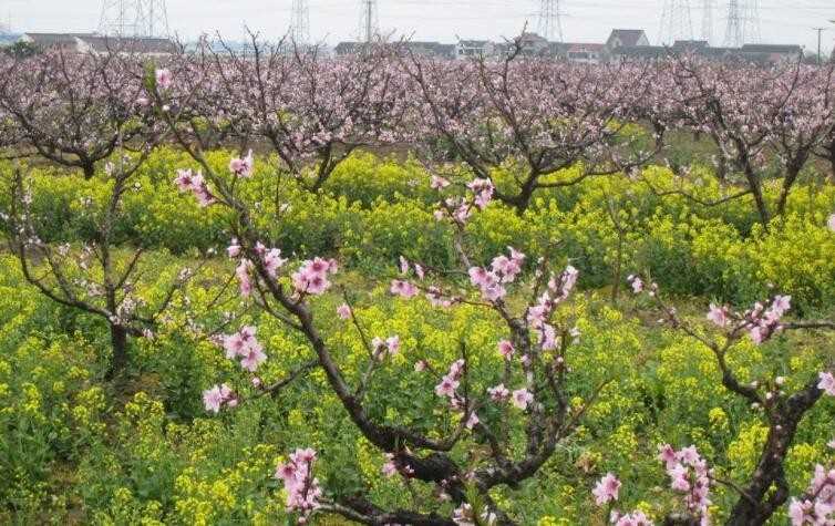 南汇桃花节什么时候开始