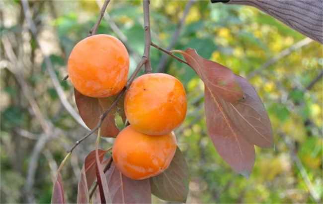 柿子和柿饼哪个糖分高(柿子与柿饼的区别现如今秋高气爽)