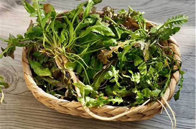 野菜的营养价值(野菜有哪些营养价值)