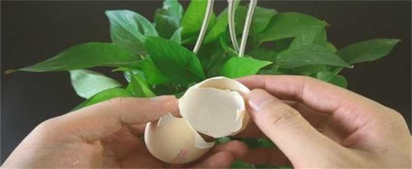 鸡蛋壳的5个家庭妙用(鸡蛋壳翻炒具有消炎作用)