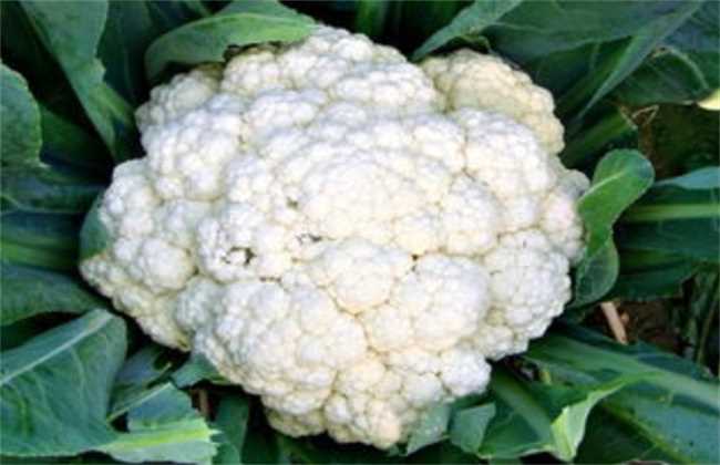 花椰菜有抗癌的效果吗(花椰菜能够帮助我们抗癌吗)