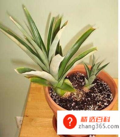 菠萝头子的种植方法