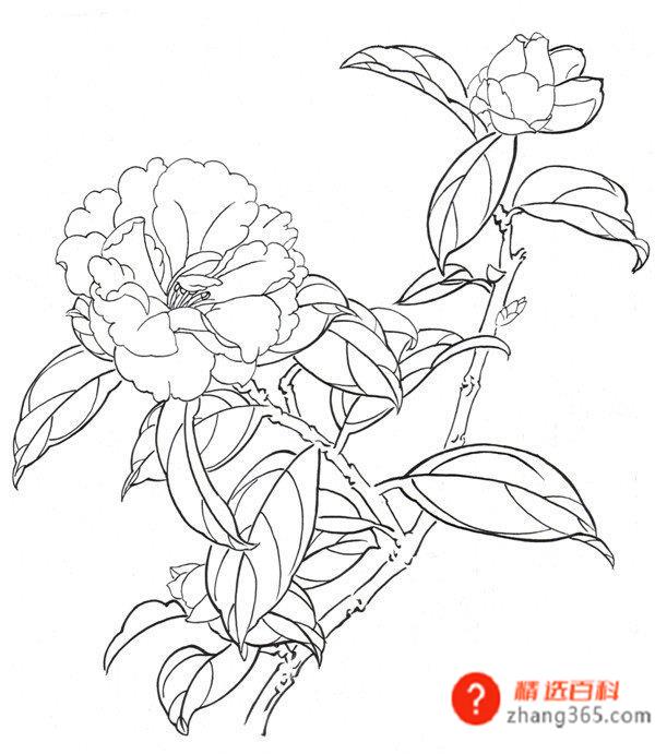 白描手法的特点以及白描绘画的三大要素