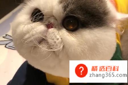加菲猫怎么养(加菲猫的操作方法)