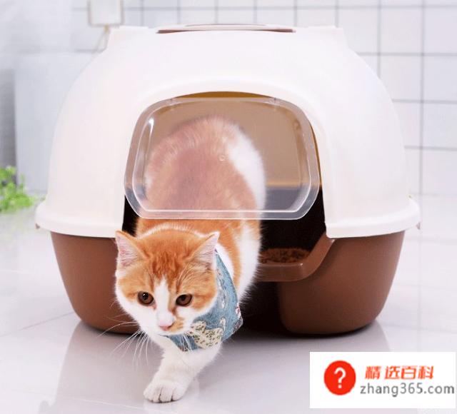 养猫需要准备什么东西(新手养猫需要具体准备什么)
