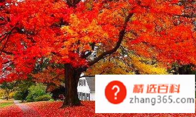 香山红叶是什么树