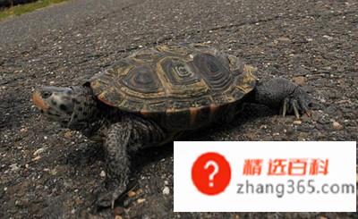 乌龟怎么养才能生蛋(乌龟怎么能让它生蛋)