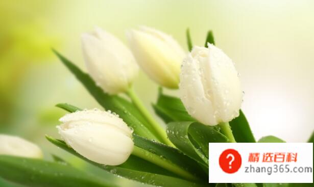 代表友谊的花有哪些(百日草、银莲、秋海棠、黄色夹竹桃、欧洲浦菊、勿忘我)