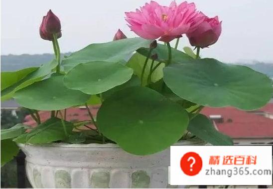 如何栽种荷花