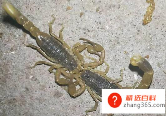 蝎子可以吃吗