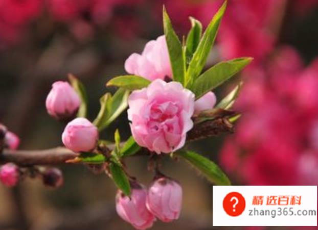 桃花什么时候开