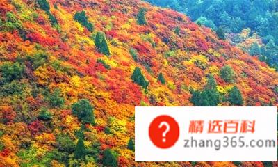 香山红叶是什么树