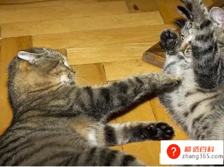 两只猫总是打架怎么办(家里两只猫总是在打架吗)