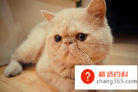 加菲猫怎么养(加菲猫的操作方法)
