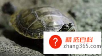乌龟怎么养才能生蛋(乌龟怎么能让它生蛋)