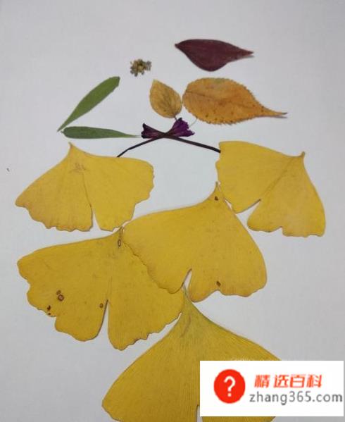 用树叶贴画的方法与步骤(枫叶和小花小草的操作方法)