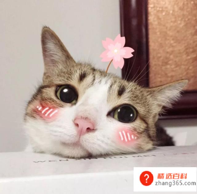 养猫需要准备什么东西(新手养猫需要具体准备什么)