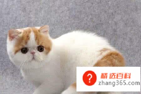 加菲猫怎么养(加菲猫的操作方法)