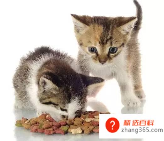 养猫需要准备什么东西(新手养猫需要具体准备什么)