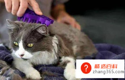 猫咪掉毛太严重怎么办