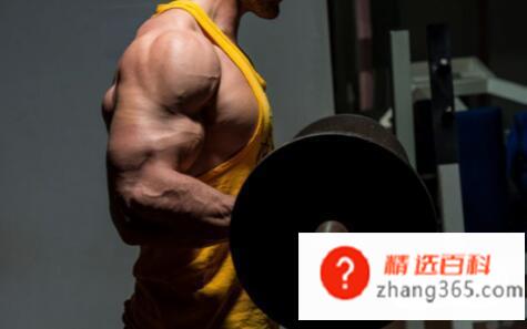 肱二头肌内侧怎么练,肱二头肌内侧锻炼注意事项