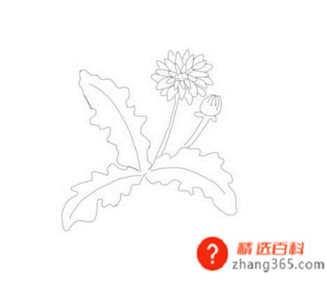 蒲公英的简笔画(简笔画蒲公英是怎么画的)