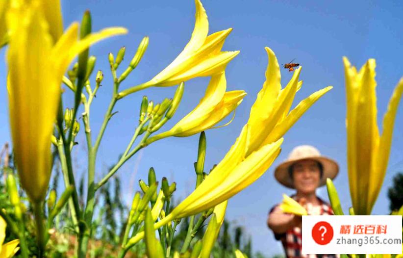 新鲜黄花菜有毒吗(鲜黄花菜的花和根中含有一种有毒生物碱)