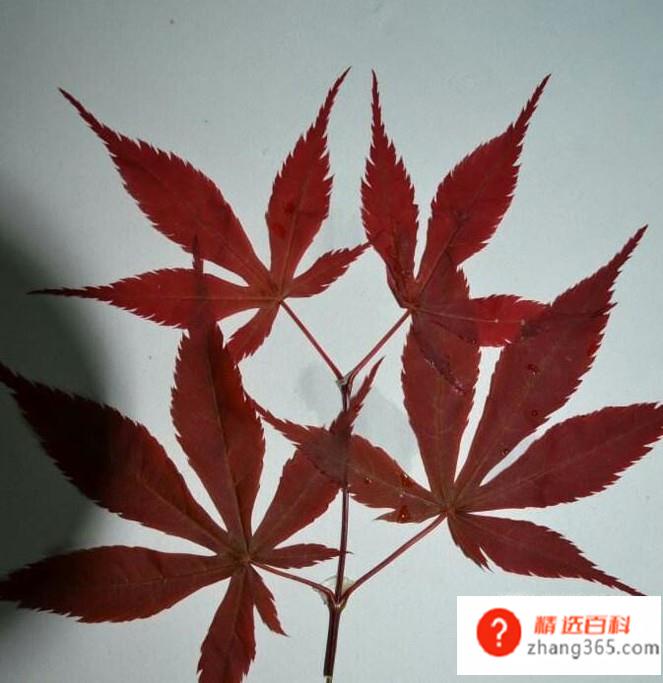 用植物做植物标本(如何制作植物标本)