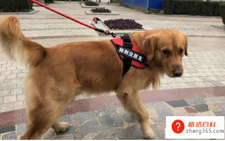 怎么让狗狗习惯戴上项圈(让狗子习惯带项圈的方法)