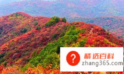 香山红叶是什么树