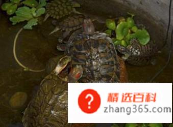 乌龟咬人怎么办