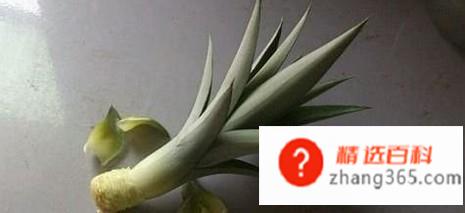 菠萝头子的种植方法
