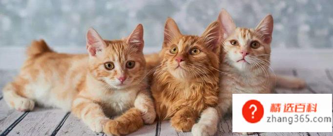 养猫需要准备什么东西(新手养猫需要具体准备什么)
