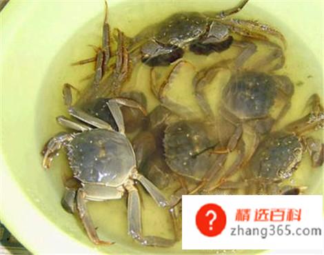 教你怎样洗螃蟹(教你清洗螃蟹的正确方法)