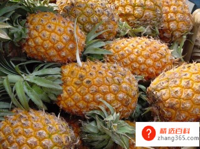 菠萝头子的种植方法