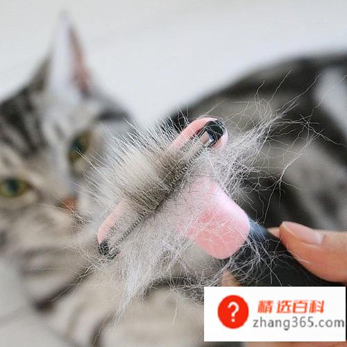 养猫需要准备什么东西(新手养猫需要具体准备什么)