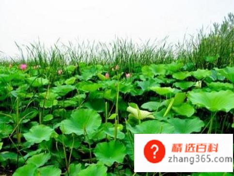 微山湖有哪些景区值得去玩
