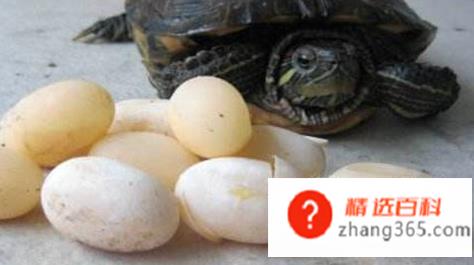 乌龟怎么养才能生蛋(乌龟怎么能让它生蛋)