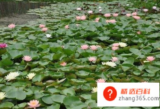 微山湖有哪些景区值得去玩