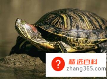 乌龟咬人怎么办