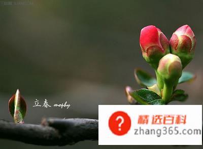 2020年2月4号立春是几点钟(01)