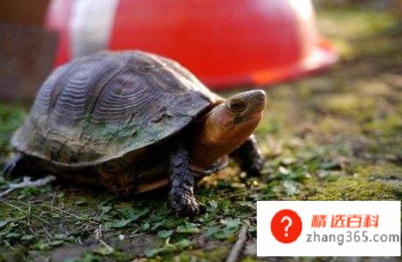 乌龟喂食注意事项(乌龟爱吃什么食物)