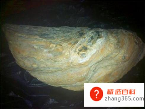 常见假化石的识别与鉴定(一块化石过于完整到了完美的地步)