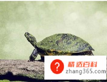 乌龟咬人怎么办