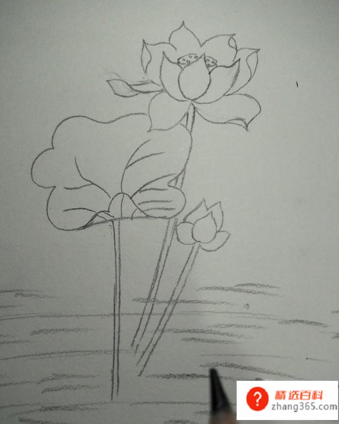 小学生莲花的画法(莲花)