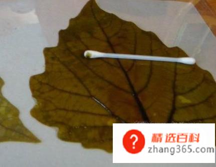 小标本怎么做