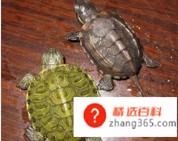 乌龟咬人怎么办